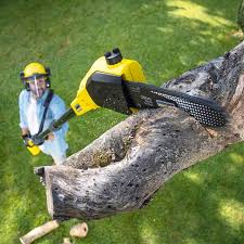 Professional Tree Services in North Gates, NY